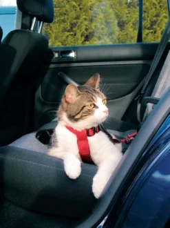 Harnais chat voiture