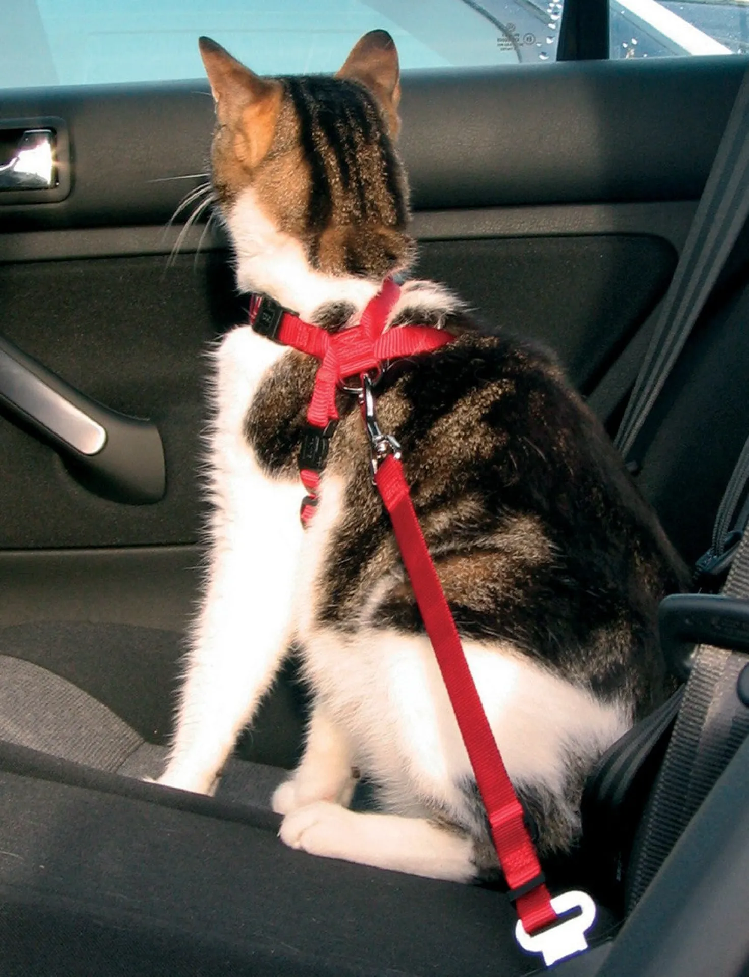 Harnais chat voiture