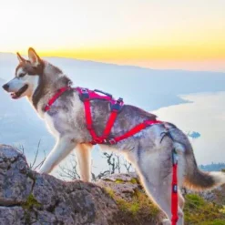 Harnais Confort Trek chien