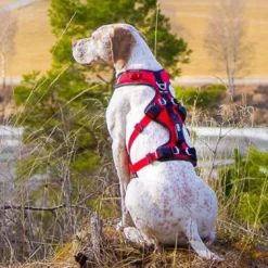 Harnais Confort Trek chien