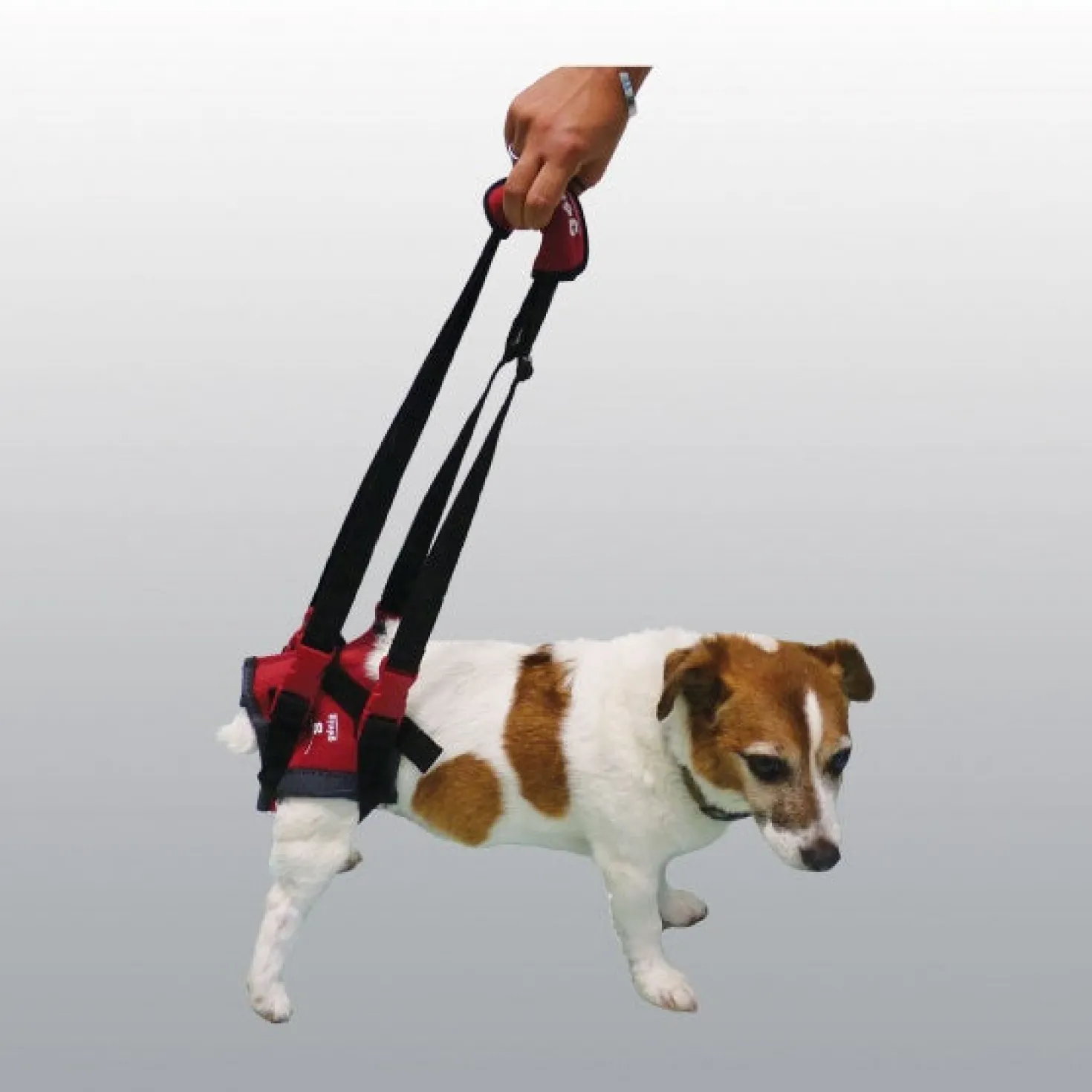 Harnais de maintien handy canis