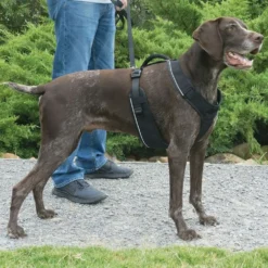 Harnais EasySport chien