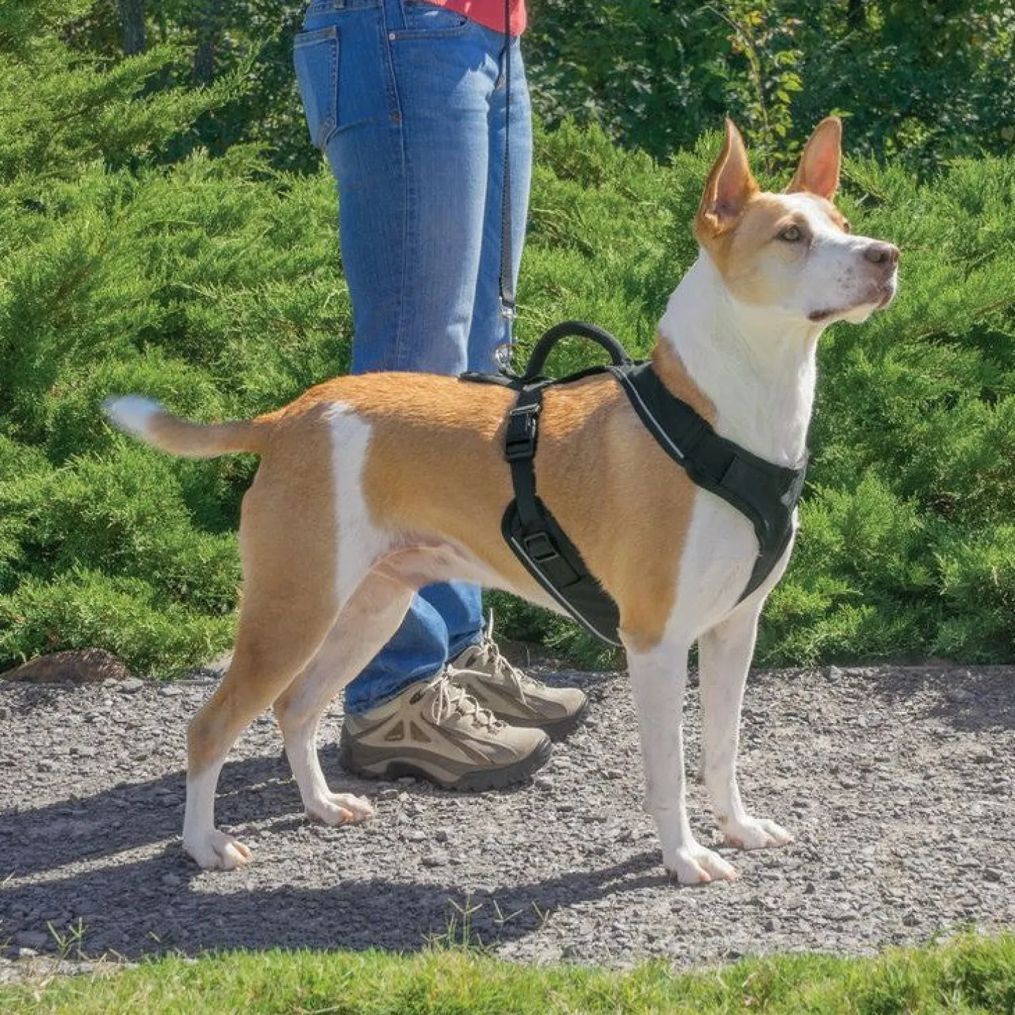 Harnais EasySport chien