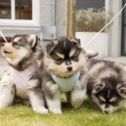 Harnais Filana chien, chiot