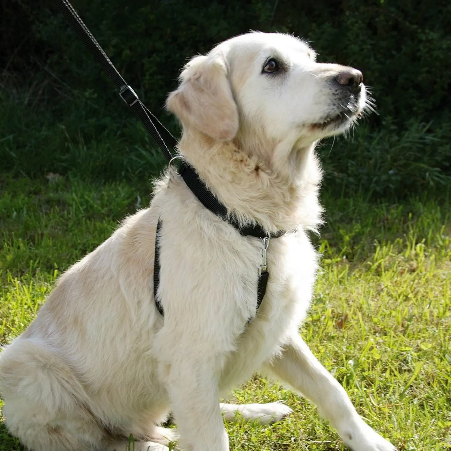 Harnais Maxi Leader chien