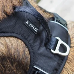 Harnais Momentum noir - chien