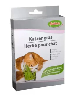 Herbe à chat à brocher 100g