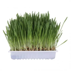 Herbe à chat Trixie 100g