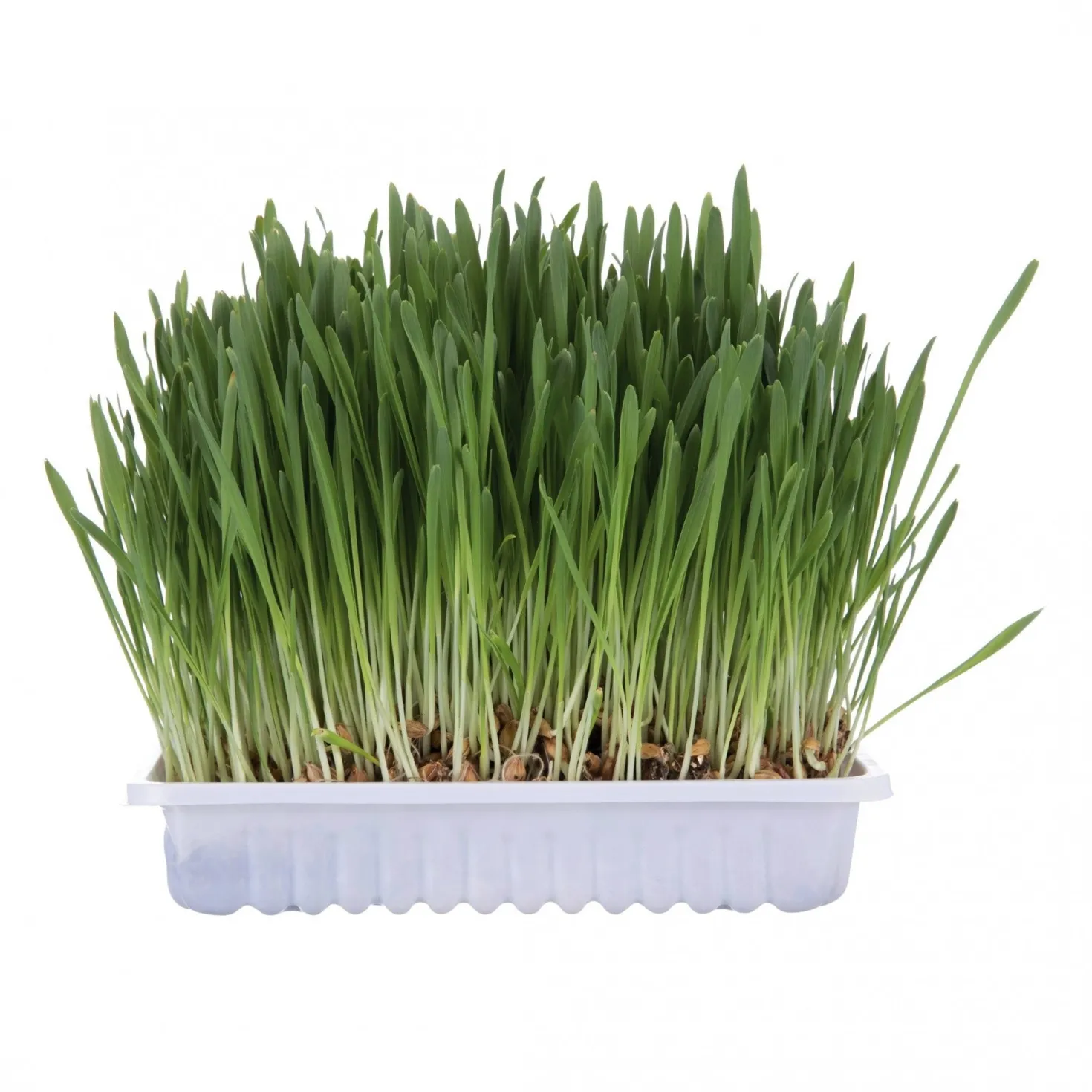 Herbe à chat Trixie 100g