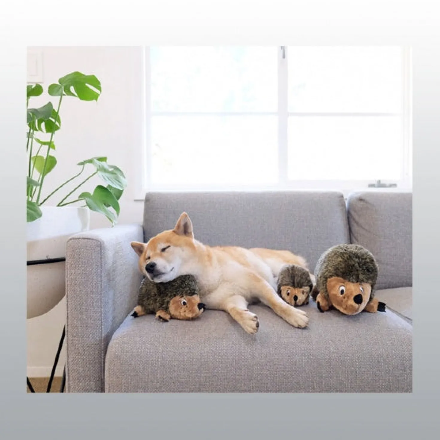 Herisson pour chien