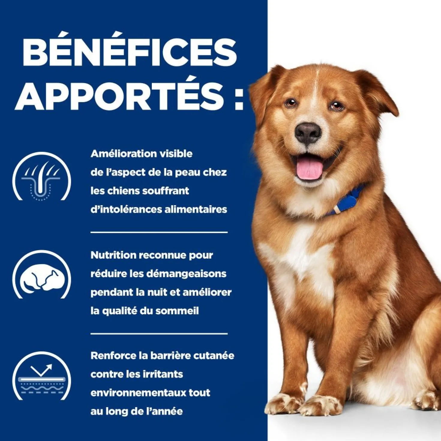 Hill's Prescription Diet Derm Complete - croquettes chien