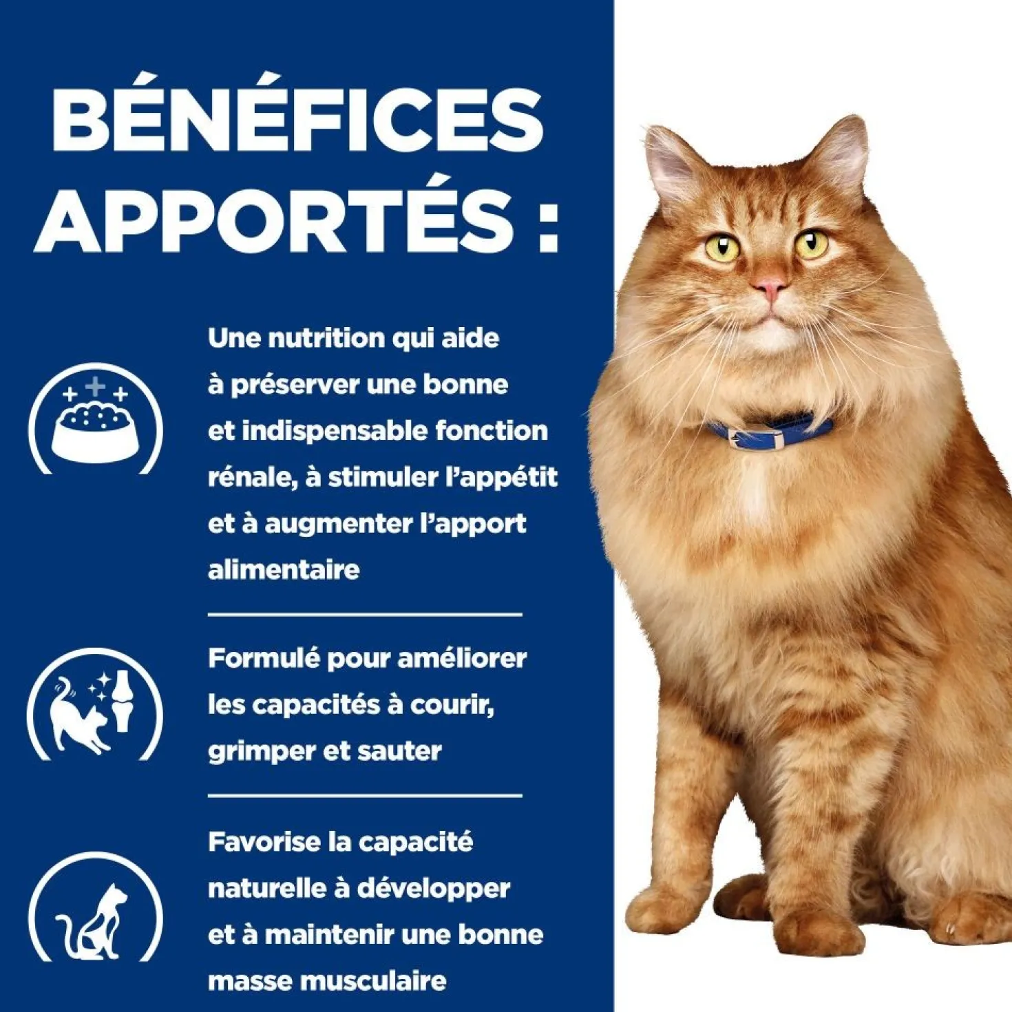 Hill's Prescription Diet k/d j/d Kidney + Mobility en sachets au poulet - pâtée chat