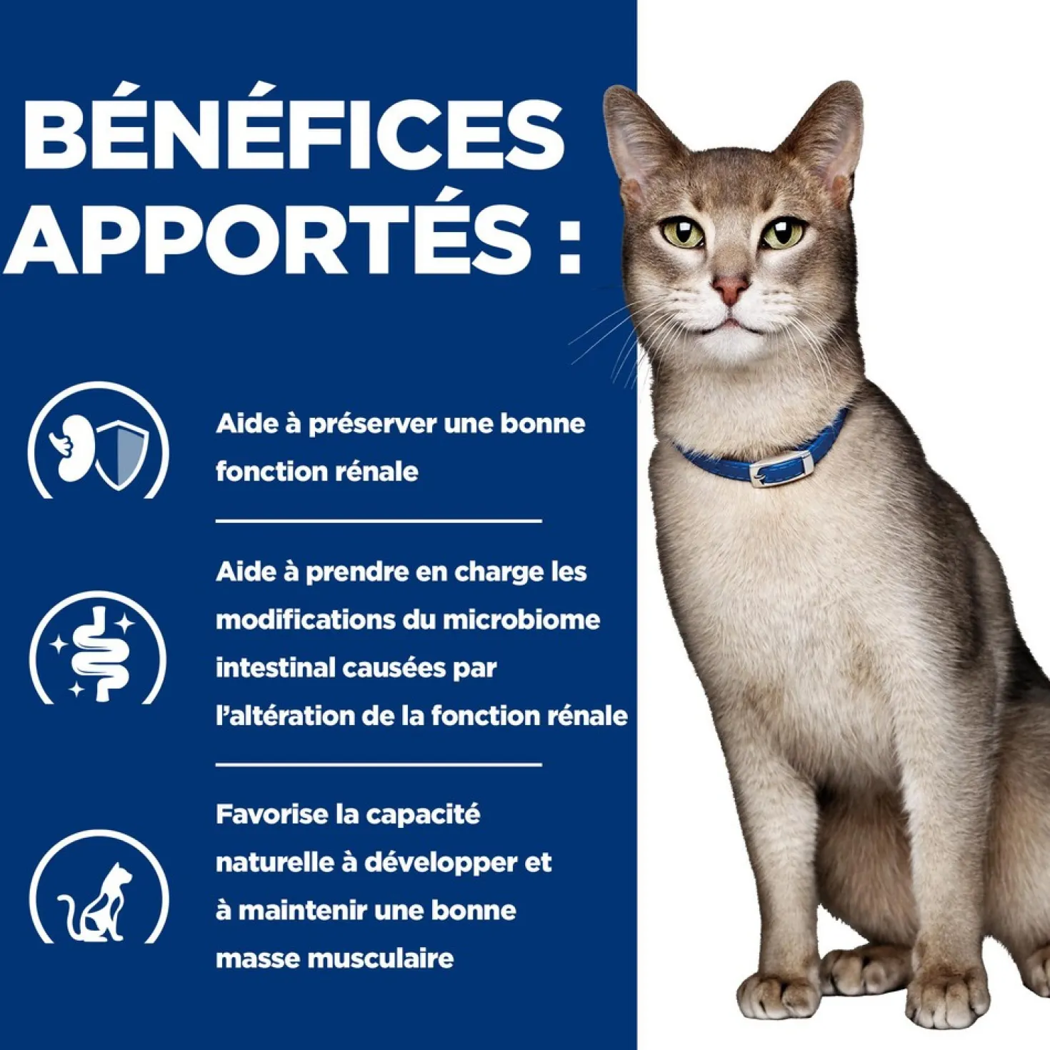 Hill's Prescription Diet k/d Kidney Care en terrine au poulet - pâtée chat