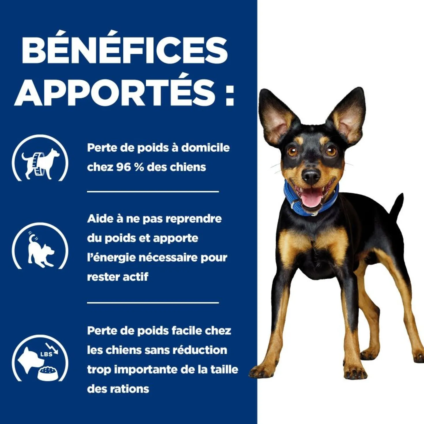 Hill's Prescription Diet Metabolic Mini au poulet - croquettes chien