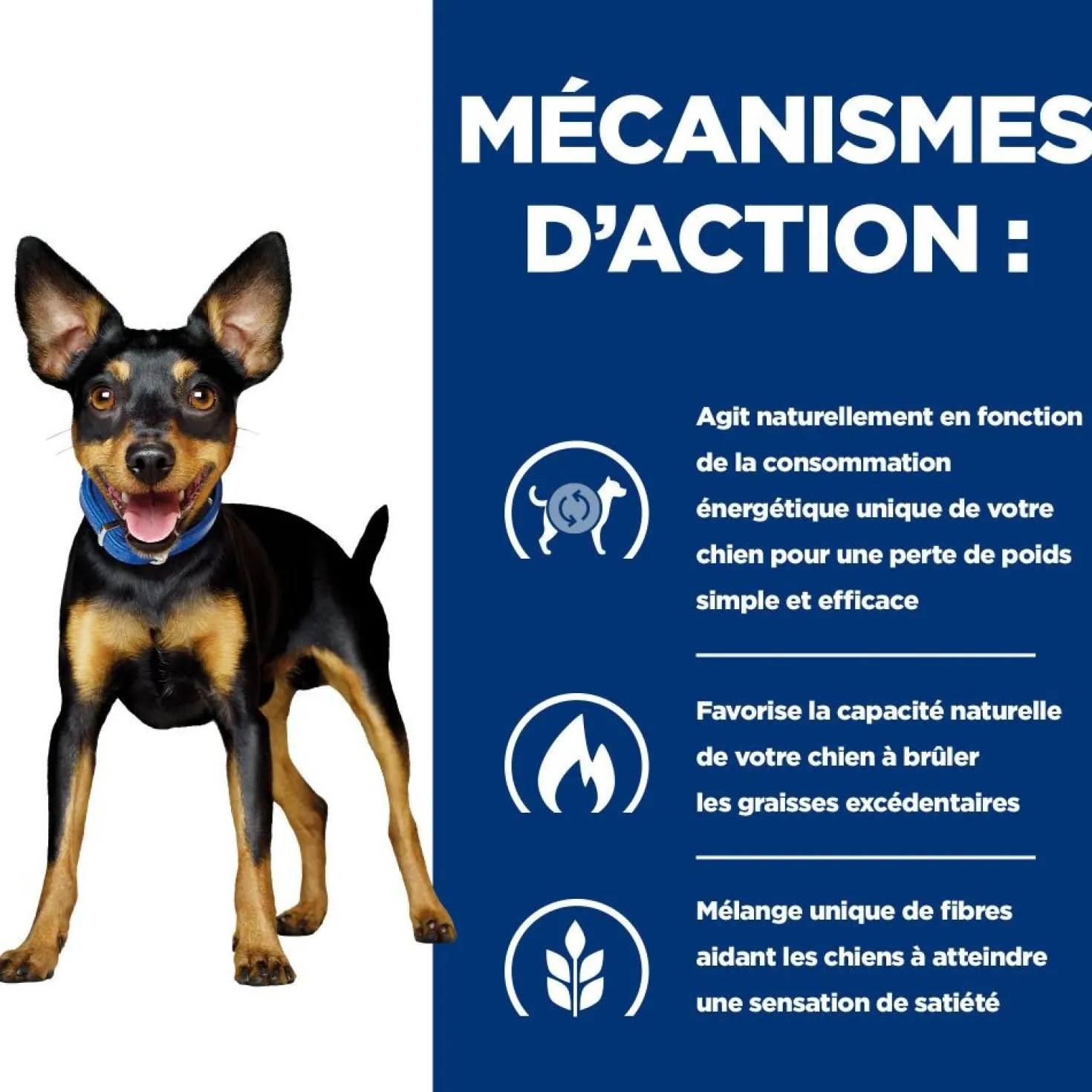 Hill's Prescription Diet Metabolic Mini au poulet - croquettes chien