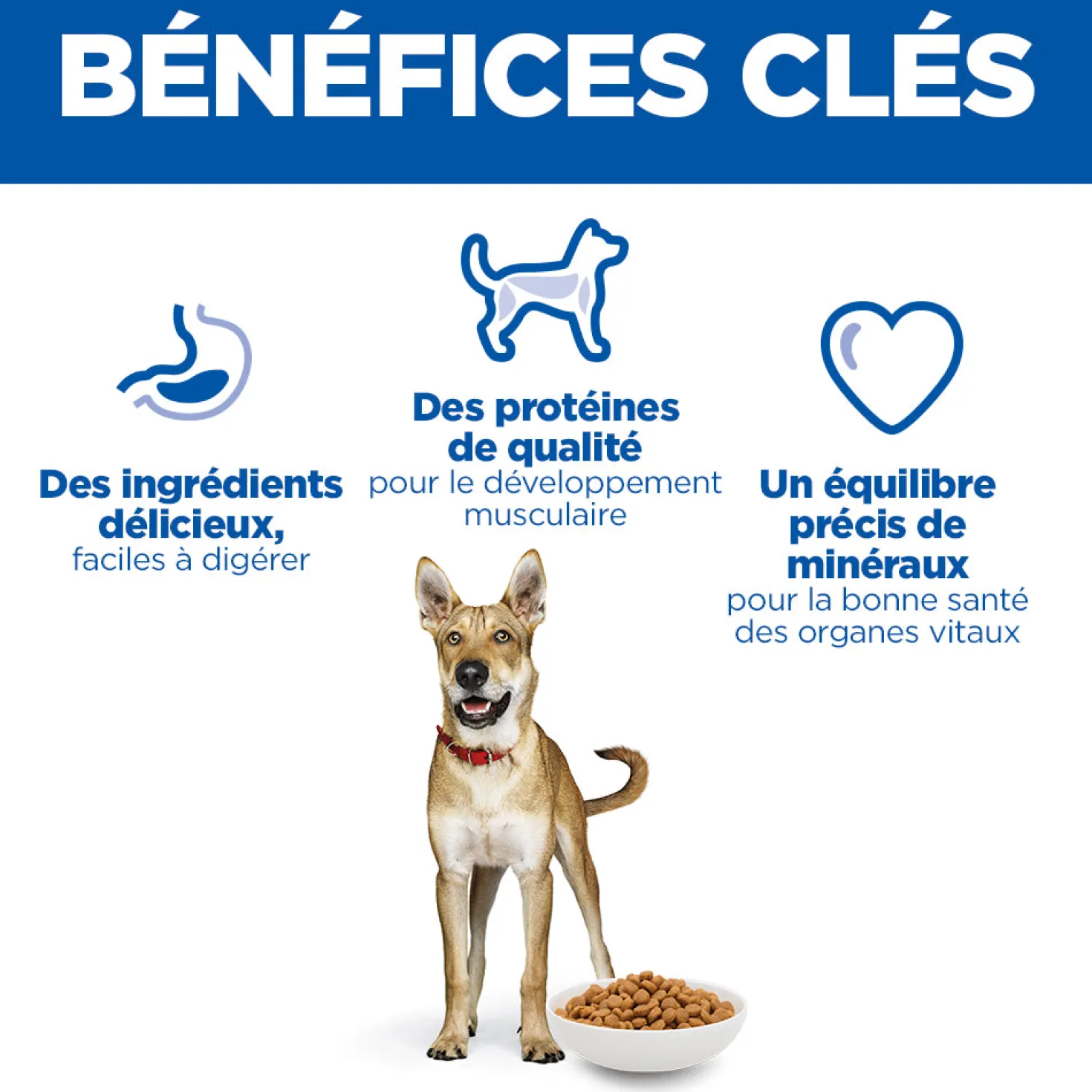HILL'S Science Plan Performance All Breed Adult au Poulet - Croquettes pour chien