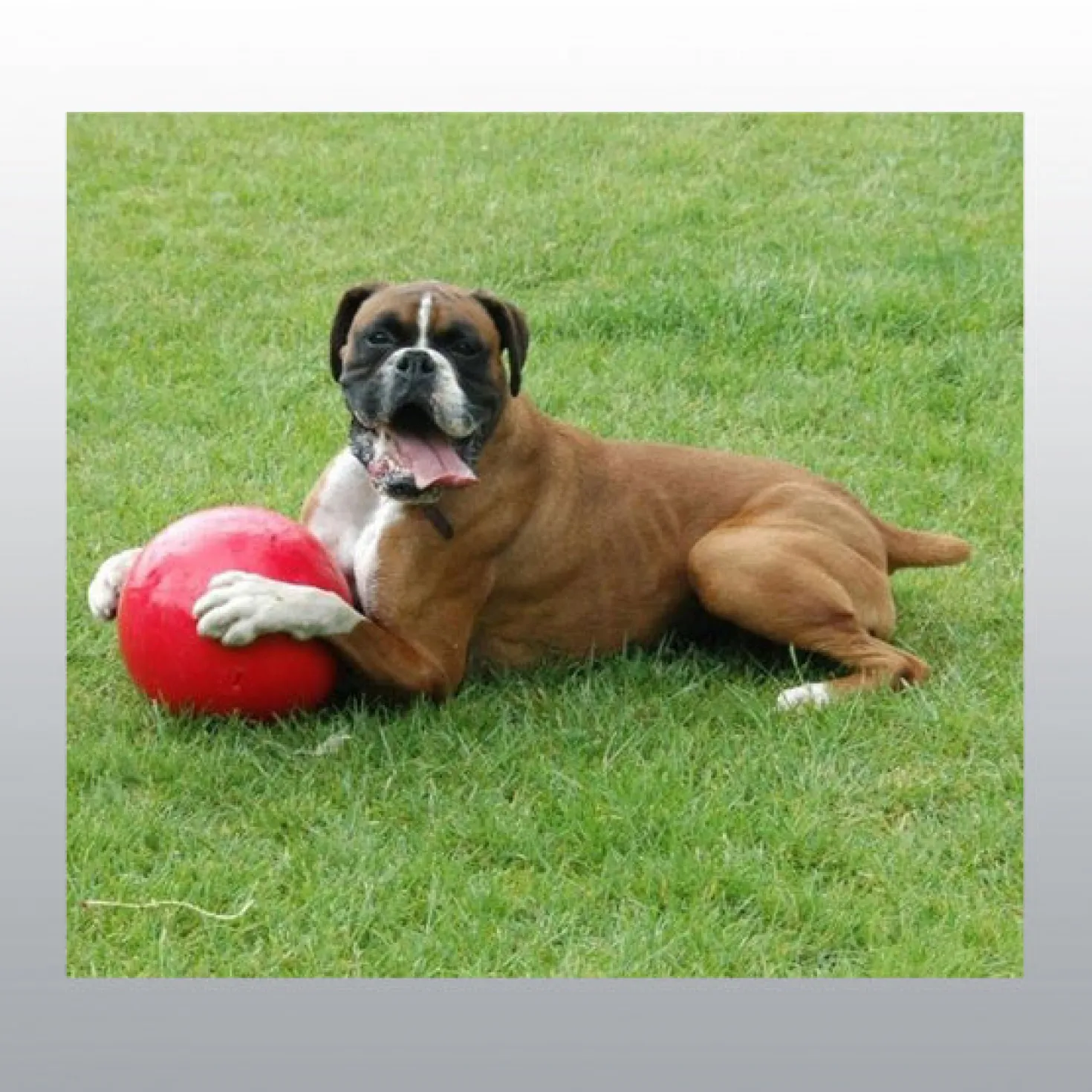 Jouet Boomer Ball