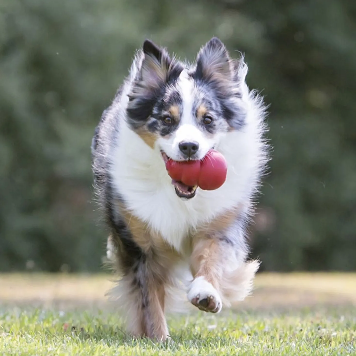 Jouet Classic KONG - Jouet à mâcher pour chien