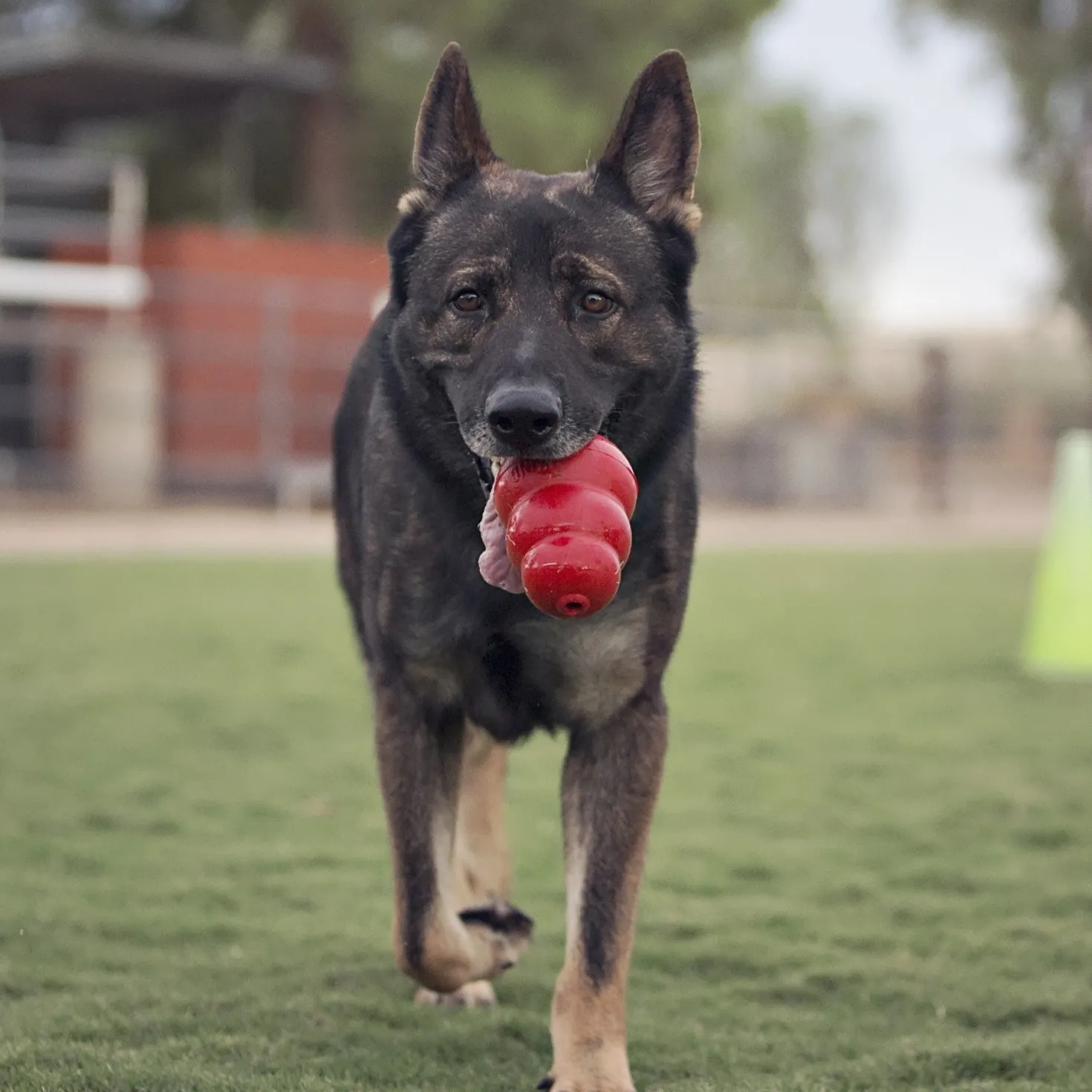Jouet Classic KONG - Jouet à mâcher pour chien