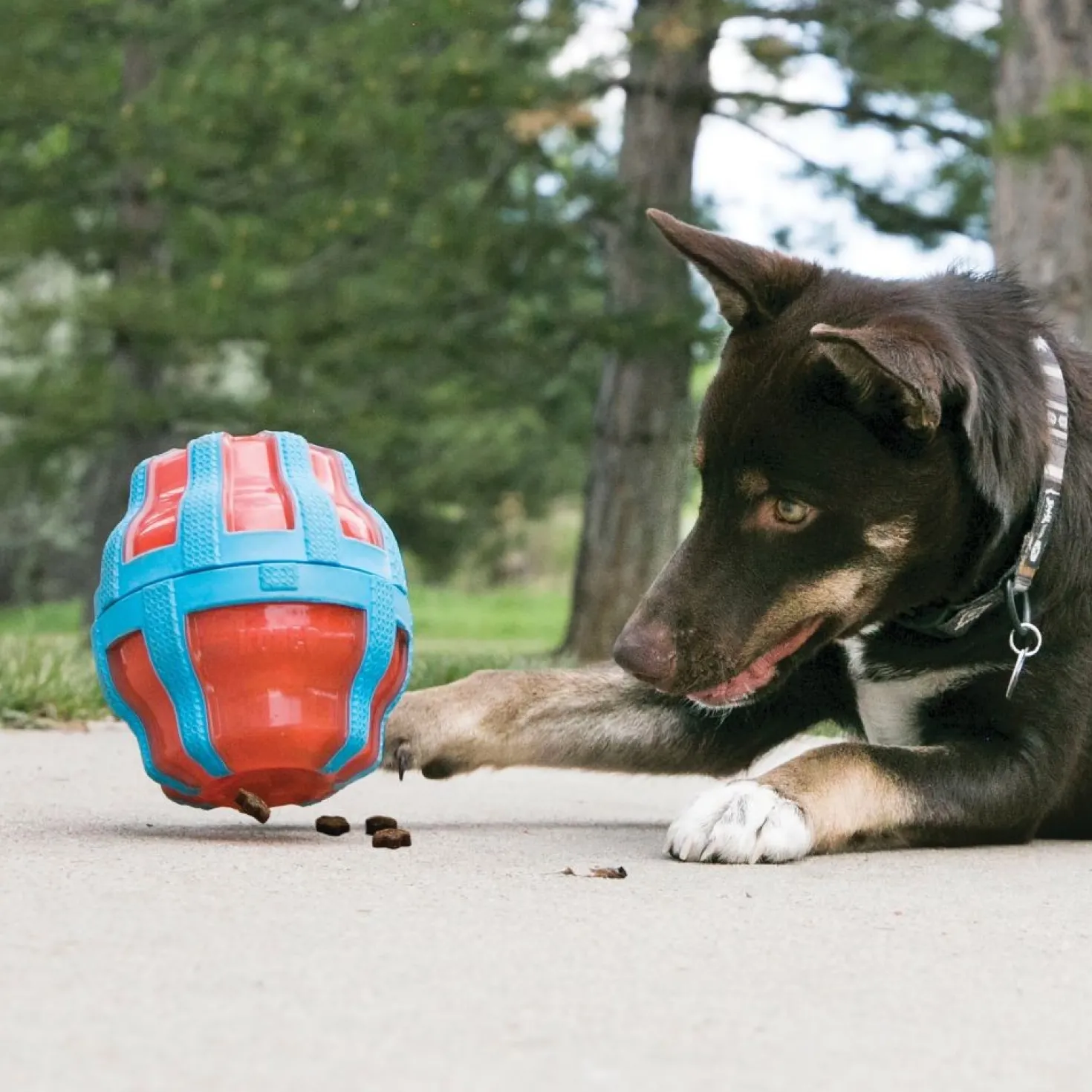 Jouet distributeur Treat Spinner Kong chien