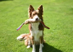 Jouet Flexipets Fourrure de lapin chien