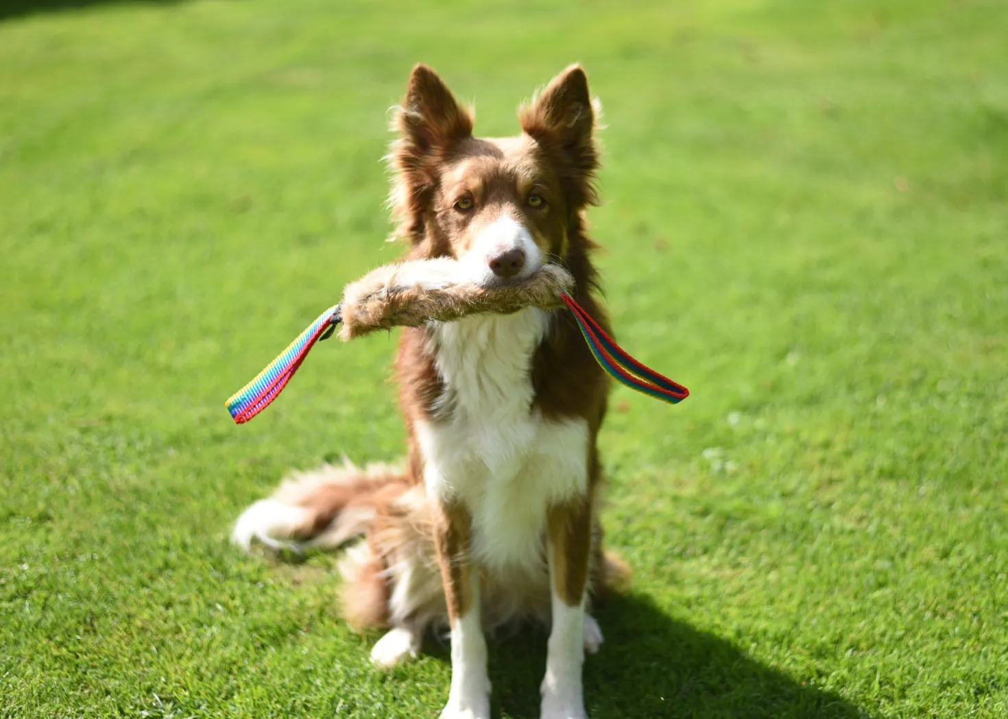 Jouet Flexipets Fourrure de lapin chien
