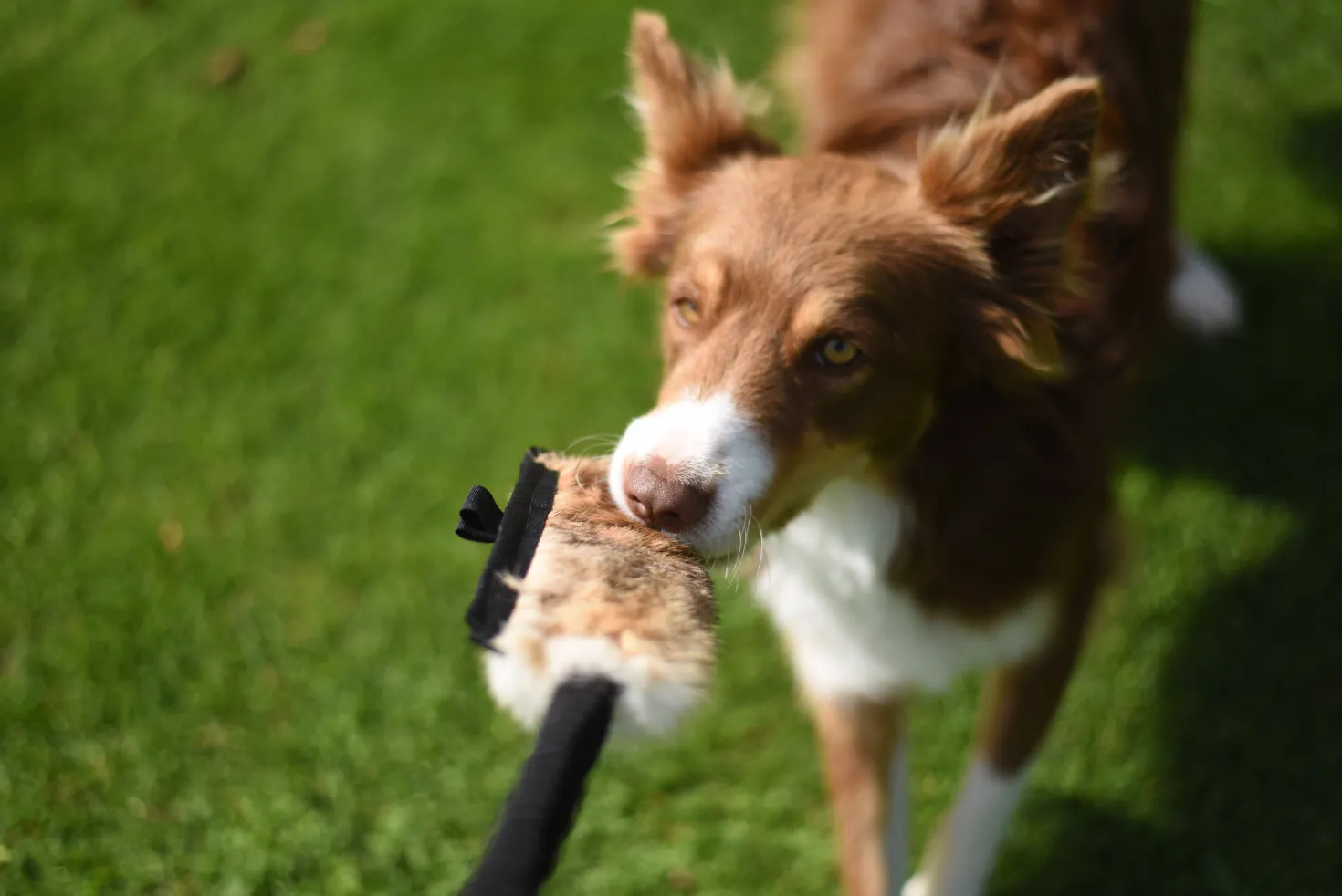 Jouet Flexipets Fourrure Rabbit chien