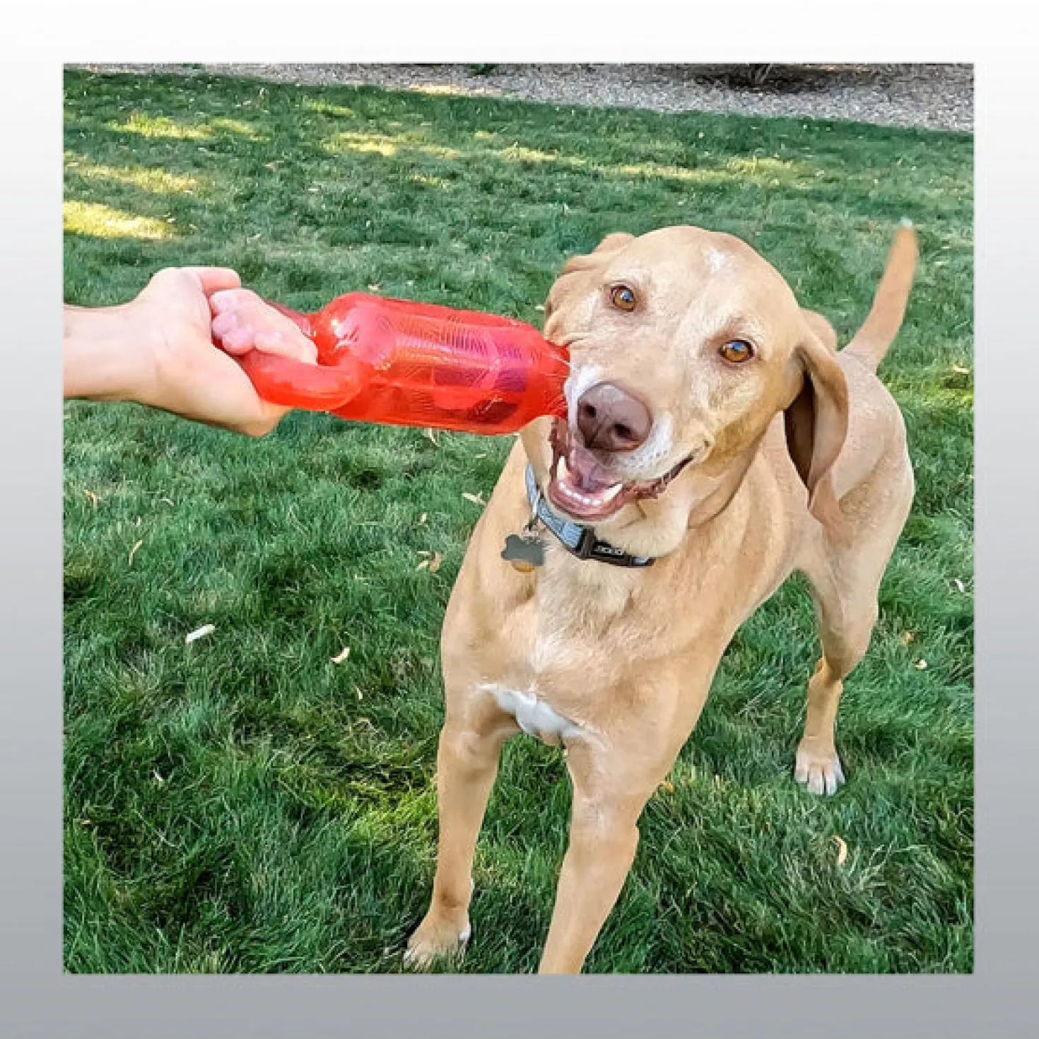 Jouet Jumbler Tug pour chien