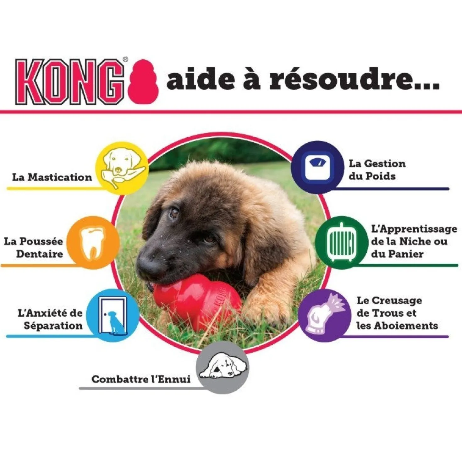 Jouet Kong chiot