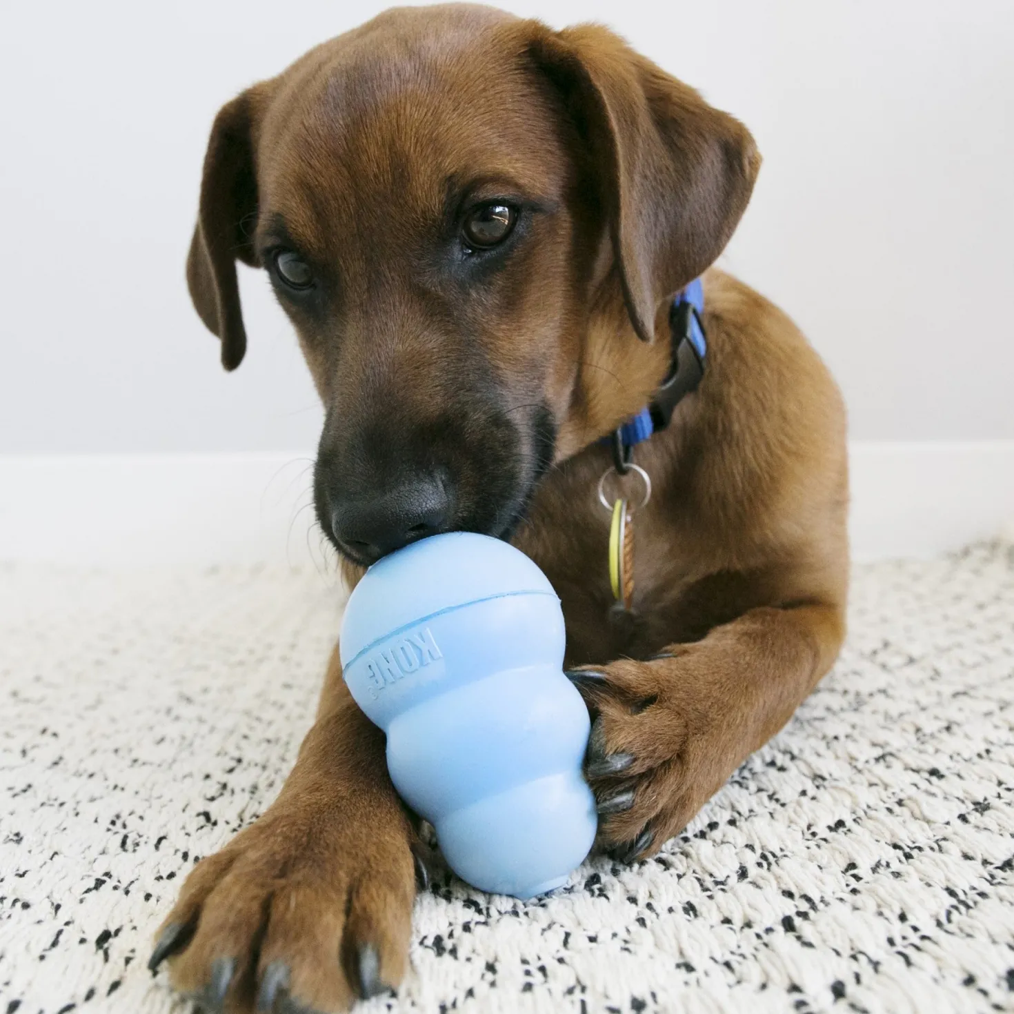 Jouet Kong chiot