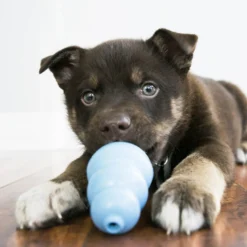 Jouet Kong chiot