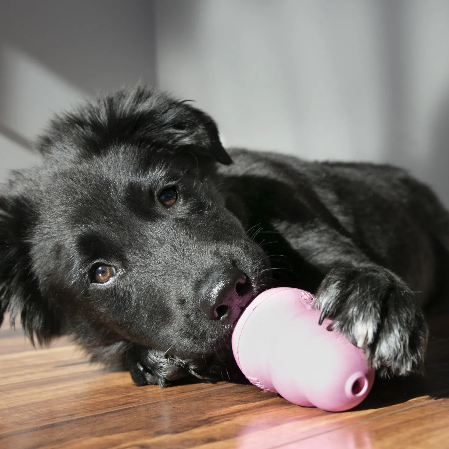 Jouet Kong chiot