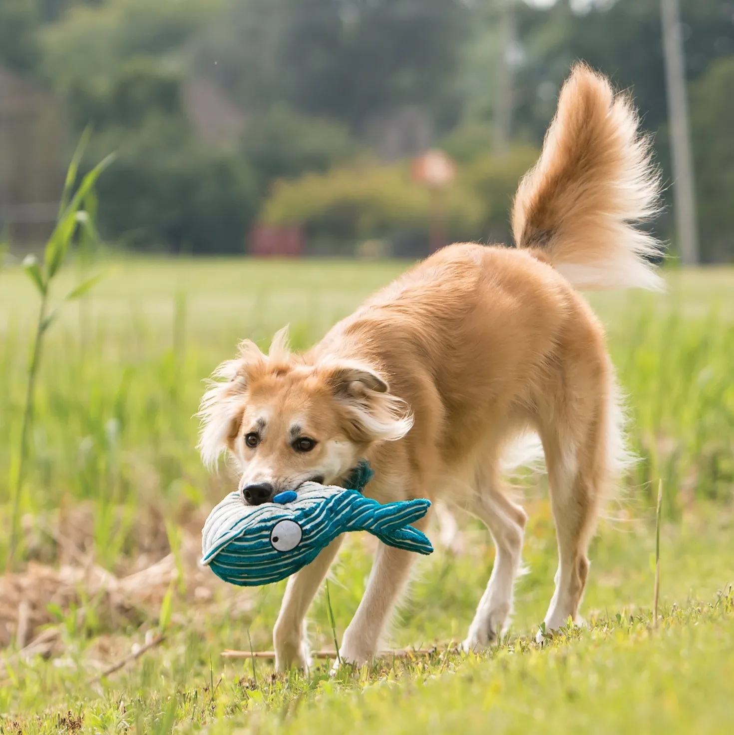 Jouet Kong Cuteseas Baleine chien