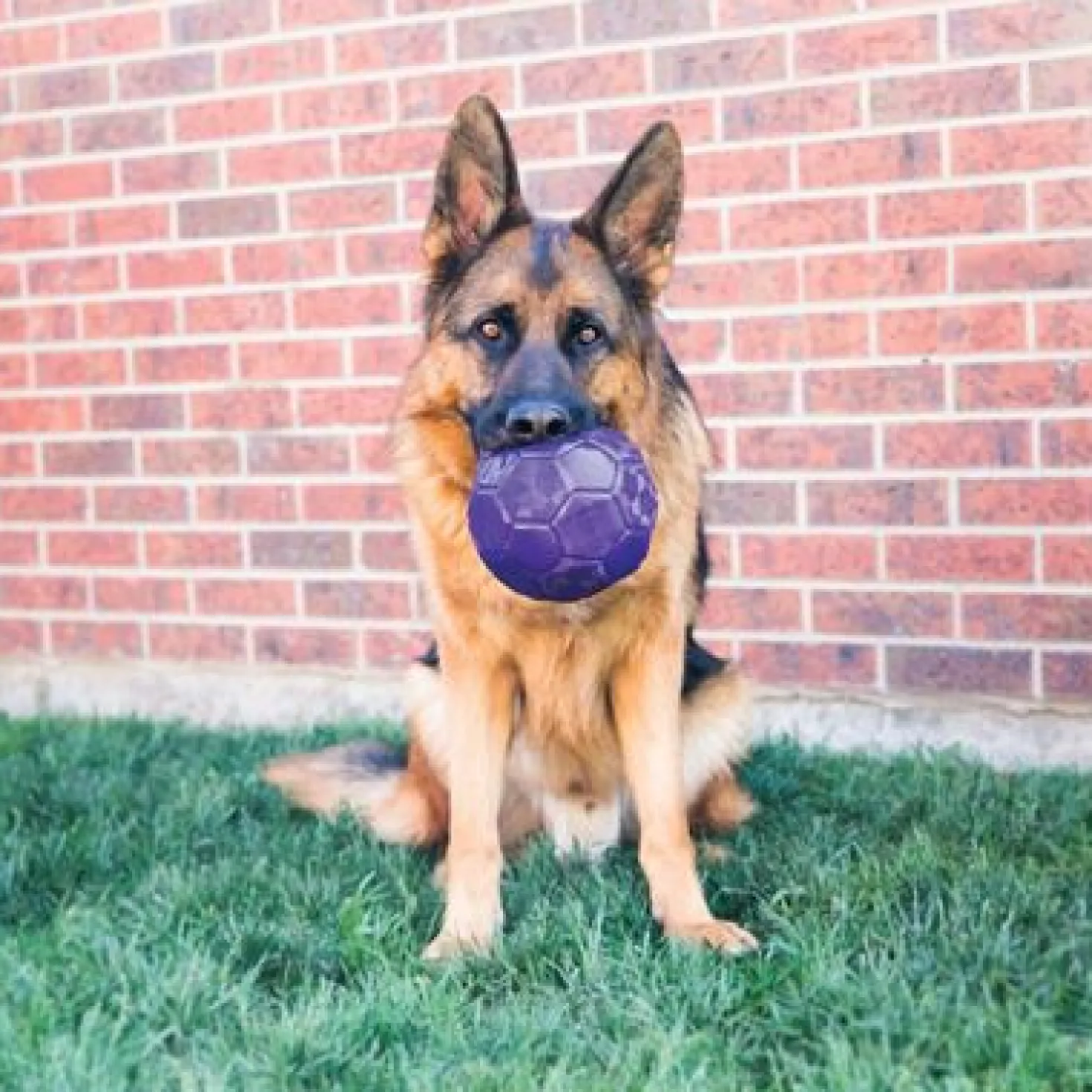 Jouet Kong Flexball chien