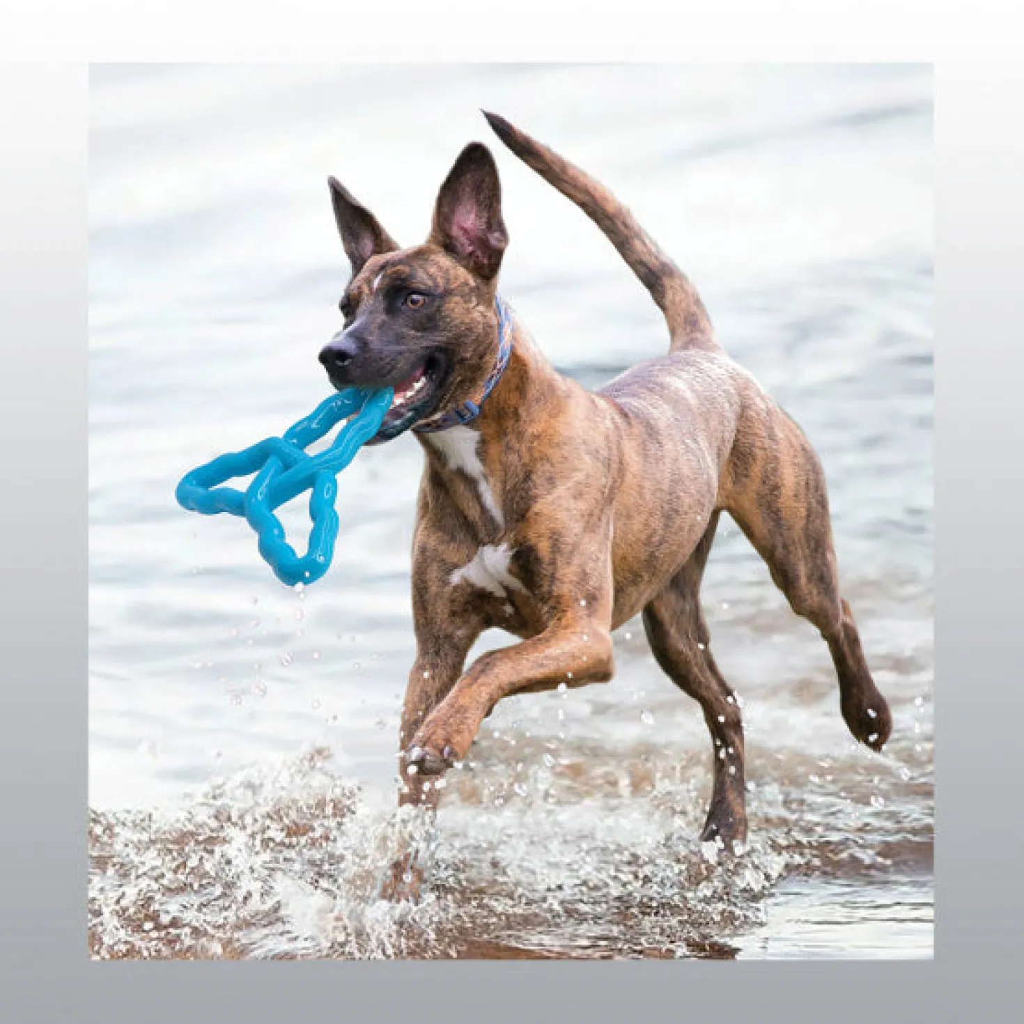 Jouet Kong Flyangle chien
