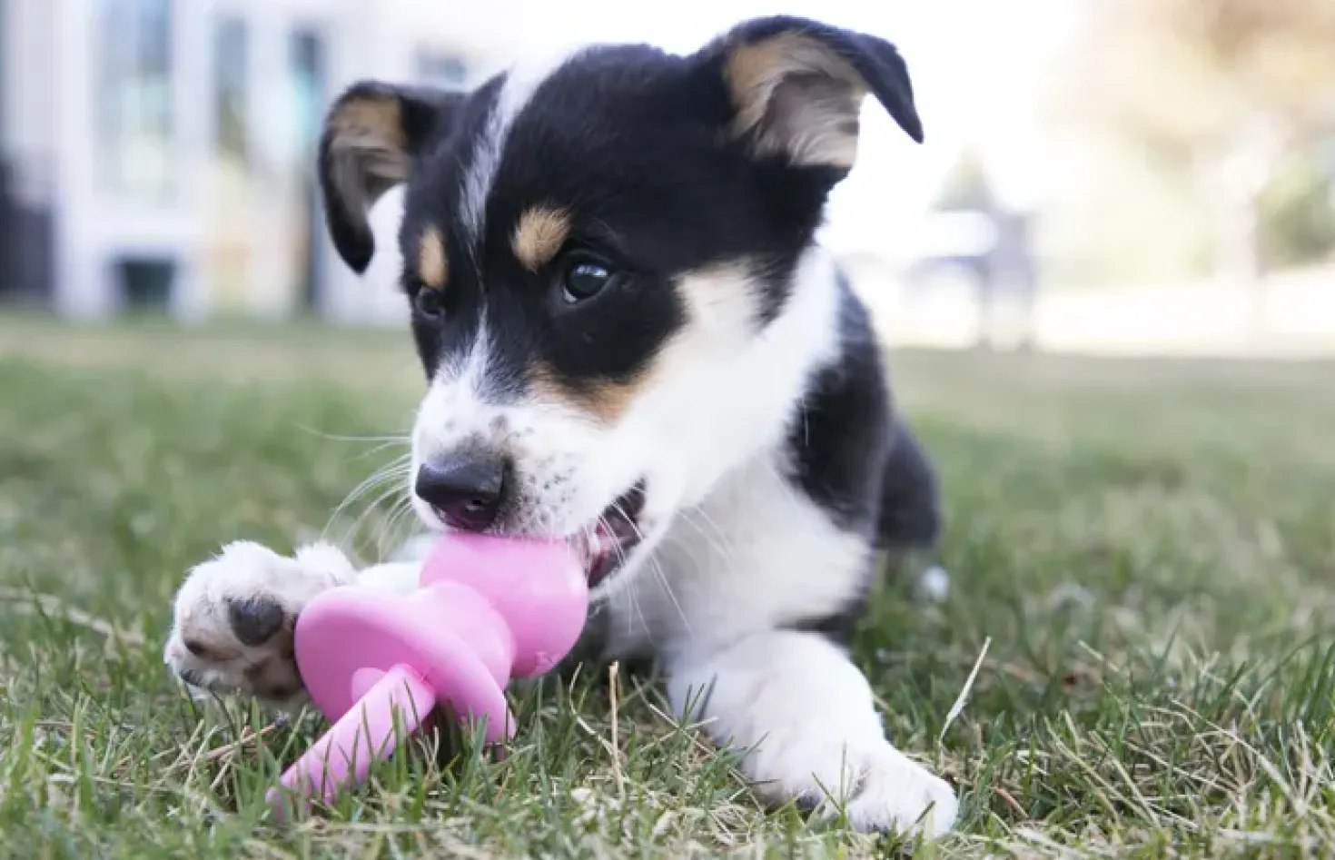 Jouet Kong Puppy Binkie chiot