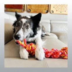 Jouet Kong Rope Bunji chien