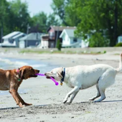 Jouet Kong Safestix chien