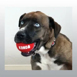 Jouet Kong Sport Balls chien
