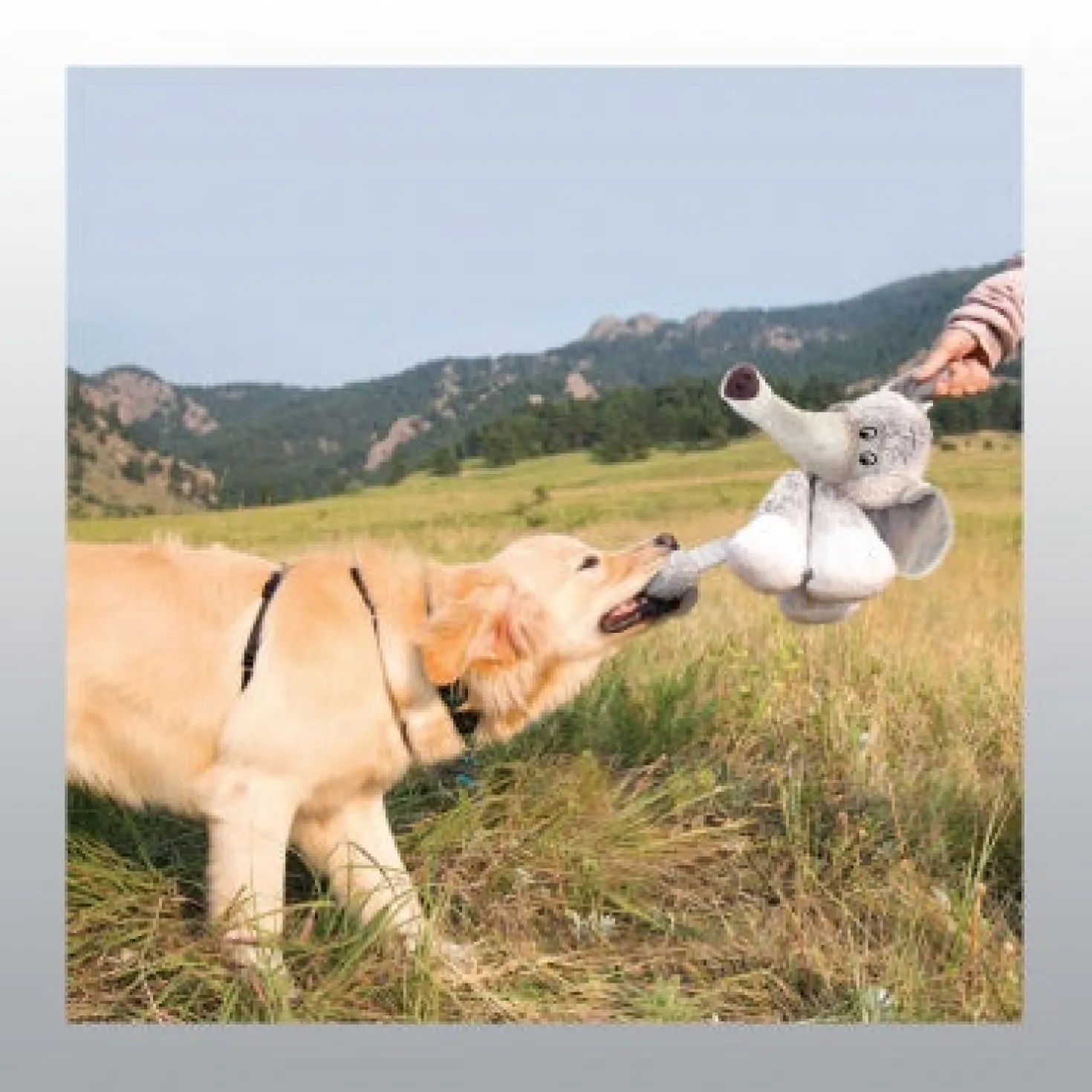 Jouet Kong Stretchezz Legz Eléphant chien