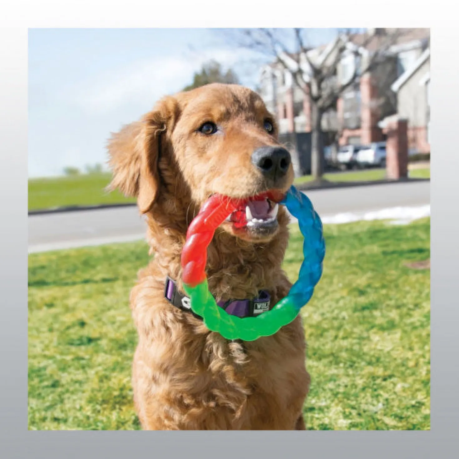 Jouet Kong Twistz Ring chien