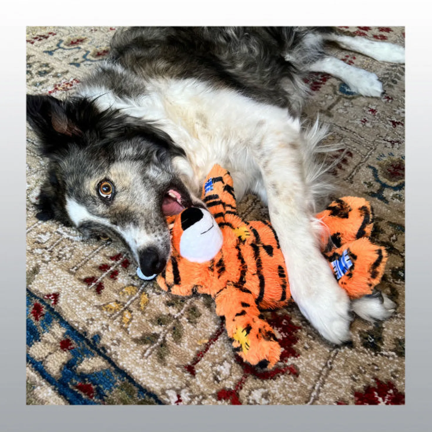 Jouet Kong Wild Knots Tiger chien