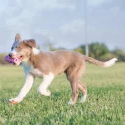 KONG Puppy theething stick