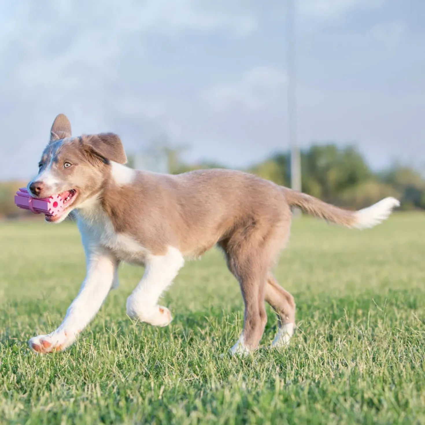 KONG Puppy theething stick