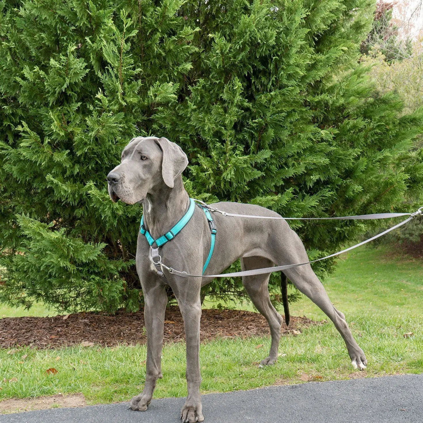 Laisse anti-traction Easywalk chien