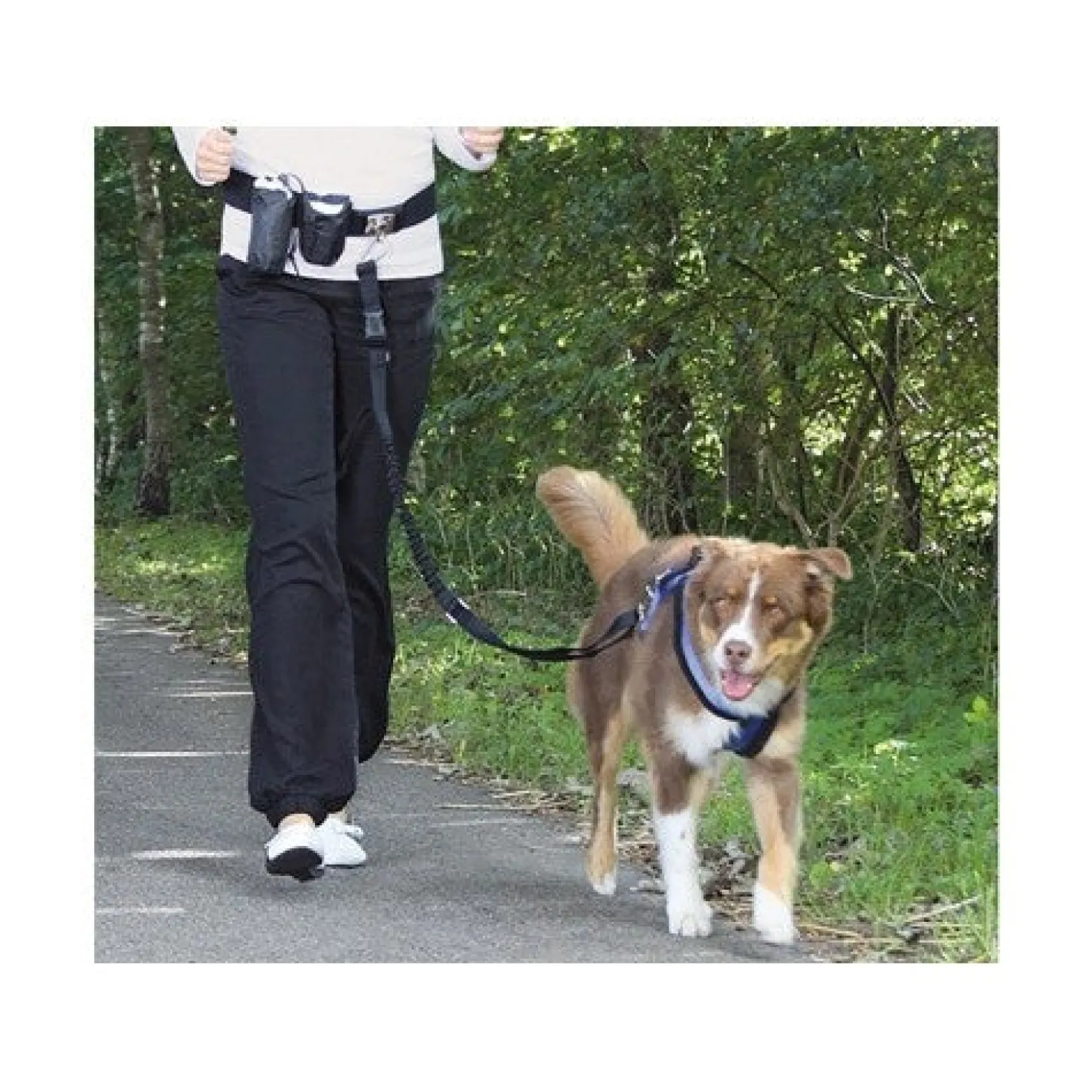 Laisse main libre chien