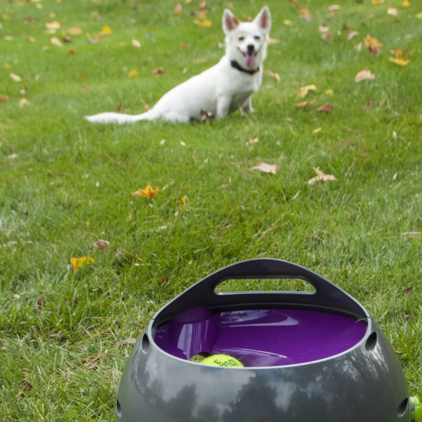 Lanceur de balles automatique chien