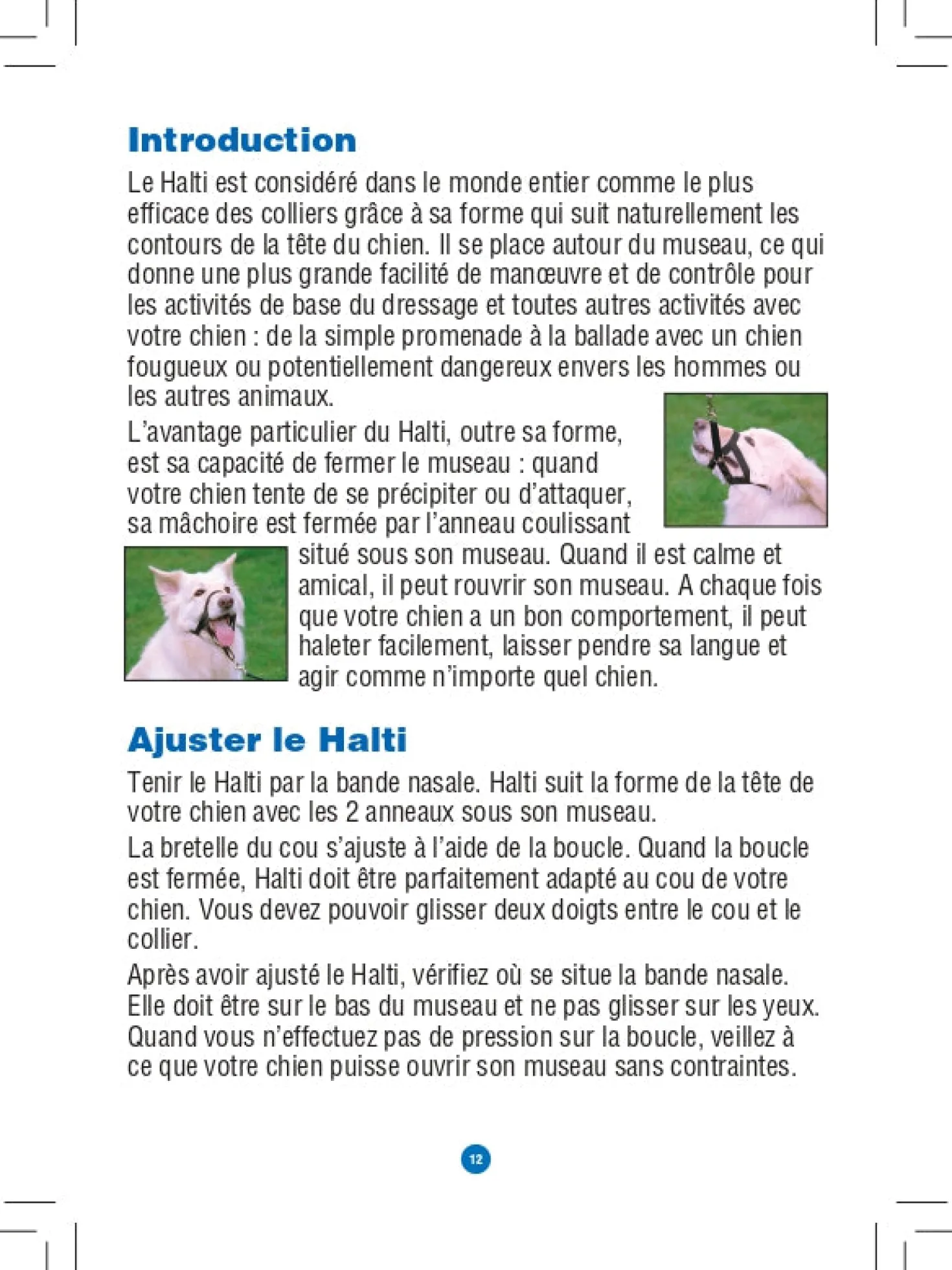 Licol Halti chien