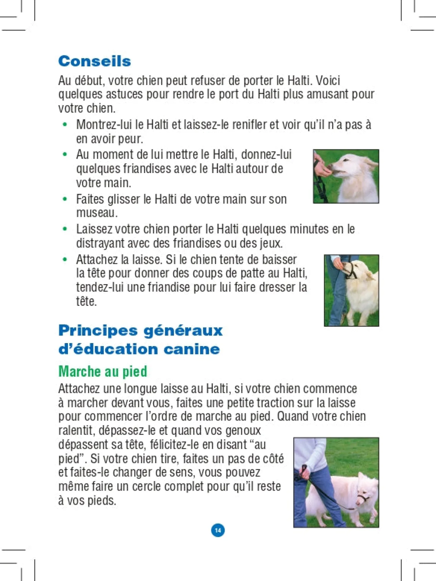 Licol Halti chien