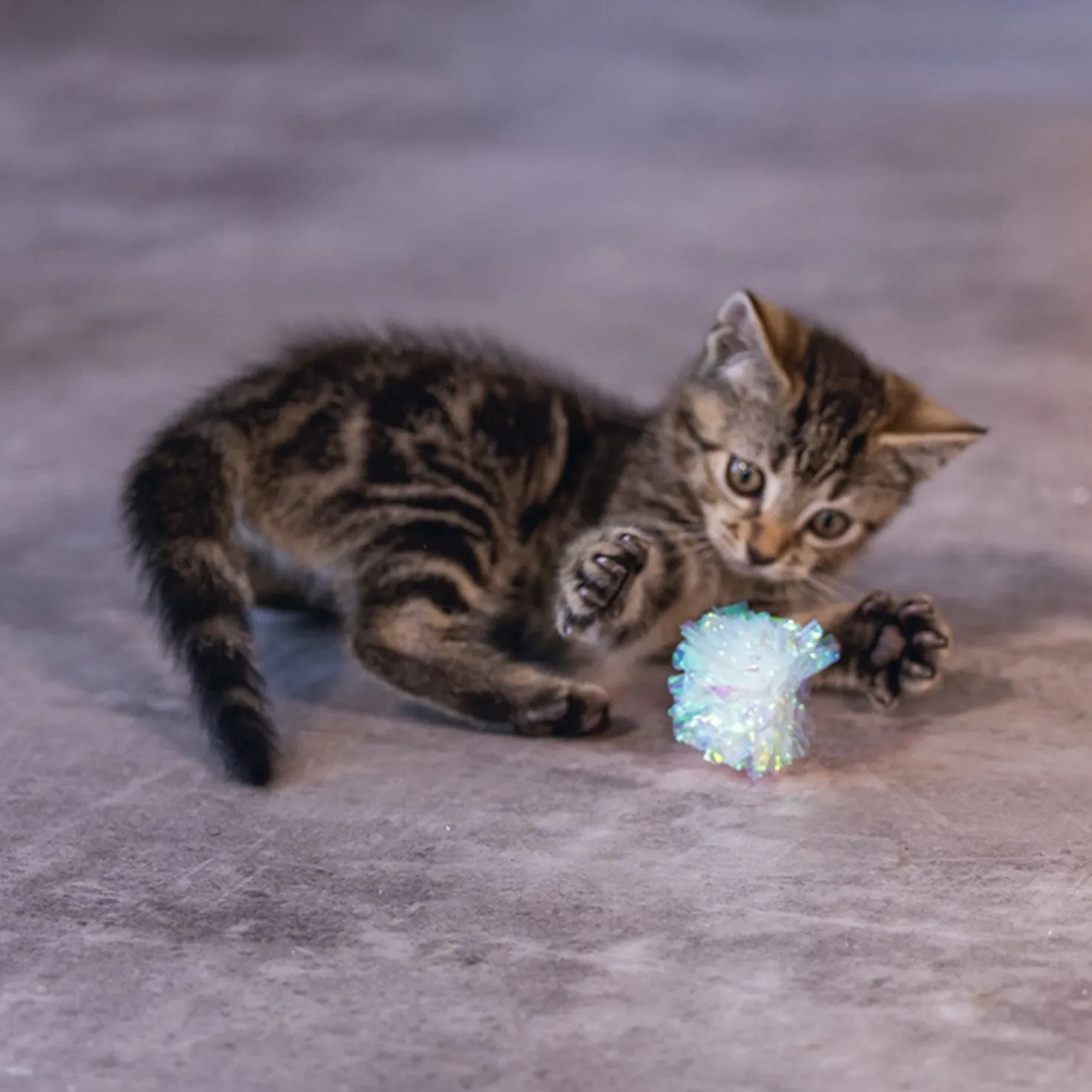 Lot de 4 balles froissées chat, chaton